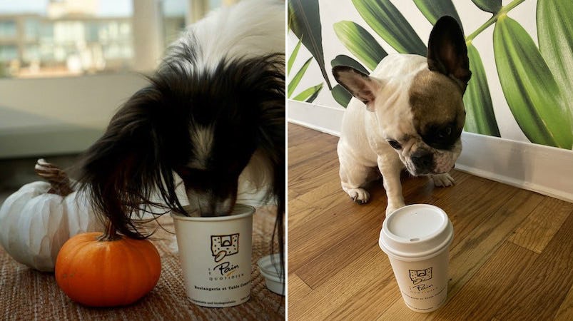 Le Pain Quotidien's PAWmpkin Spiced Latte For Dogs Is A Real Treat