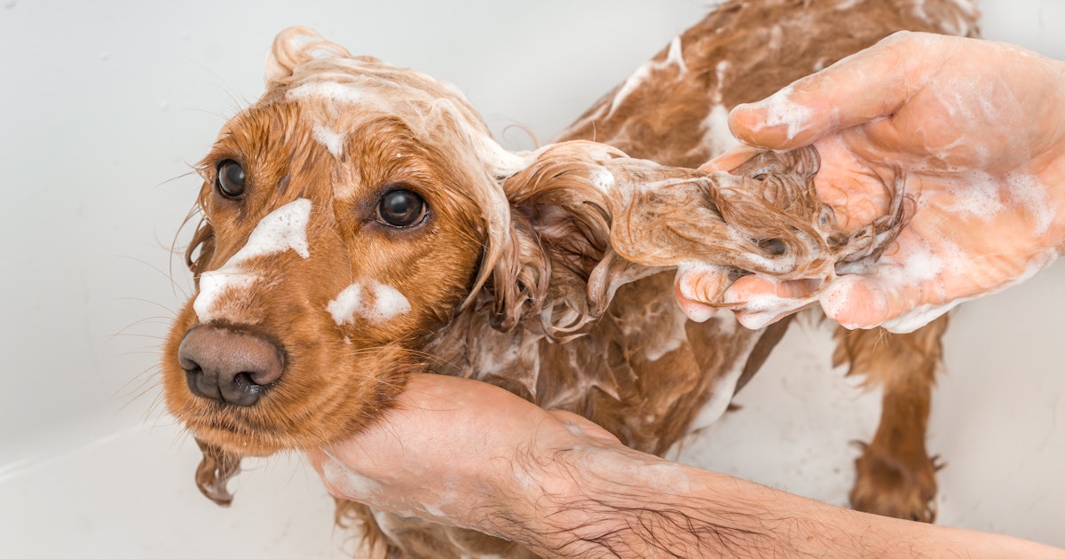 The 6 Best Oatmeal Shampoos For Dogs The 6 Best Oatmeal Shampoos For Dogs