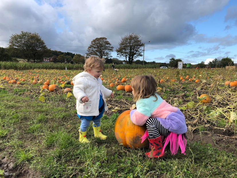Two little girls picking the same pumpkin and trying to pick it up in a pumpkin field 