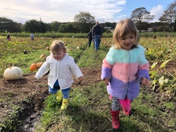 Two little girls being photographed while walking around a pumpkin field 