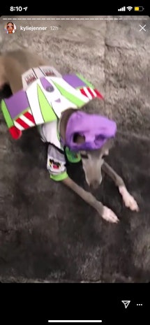 One of Kylie Jenner's dogs dressed up as Buzz from 'Toy Story'