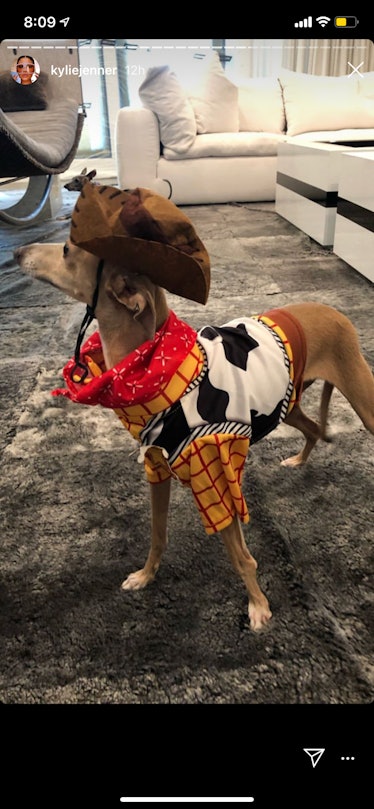 One of Kylie Jenner's dogs dressed up as Woody from 'Toy Story'