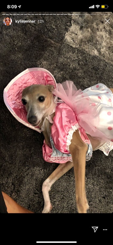 Kylie Jenner's dog dressed up as Bo Peep from 'Toy Story'