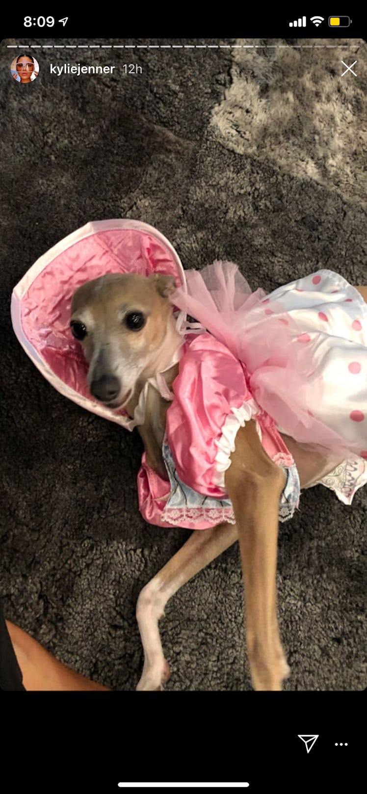 Kylie Jenner's dog dressed up as Bo Peep from 'Toy Story'