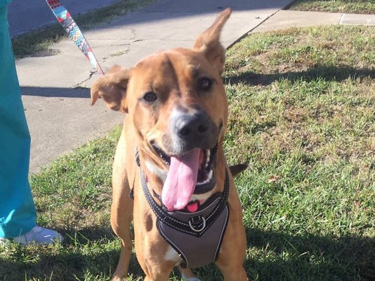 Foster dog Winnie was reunited with her former caretaker Kate Howard.