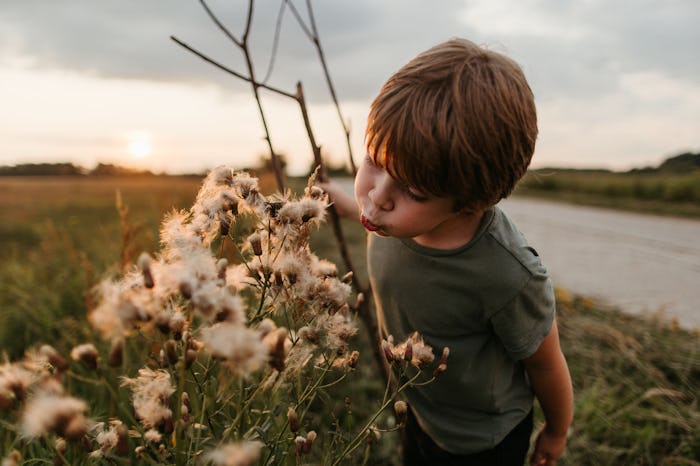 A boy blowing into a row of dandelions