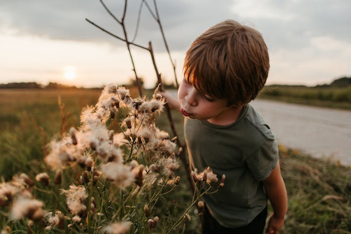 A boy blowing into a row of dandelions 