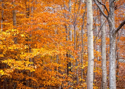The bright orange fall foliage in Acadia National Park in Maine is perfect for a leaf peeping trip w...
