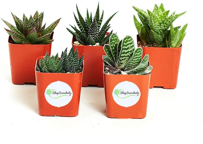 Succulent Variety Pack (5-plants)