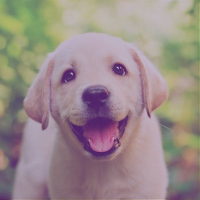 Adding a purple filter to your profile photo on social media is one way to support LGBTQ youth on Sp...