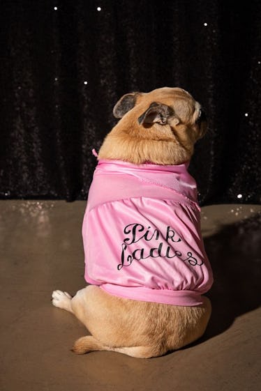 Pink ladies shop jacket for dogs