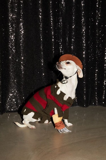Freddy Krueger Dog Halloween Costume