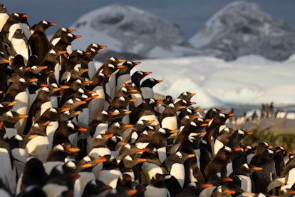 Penguin populations could be threatened if global warming continues, says Seven Worlds, One Planet