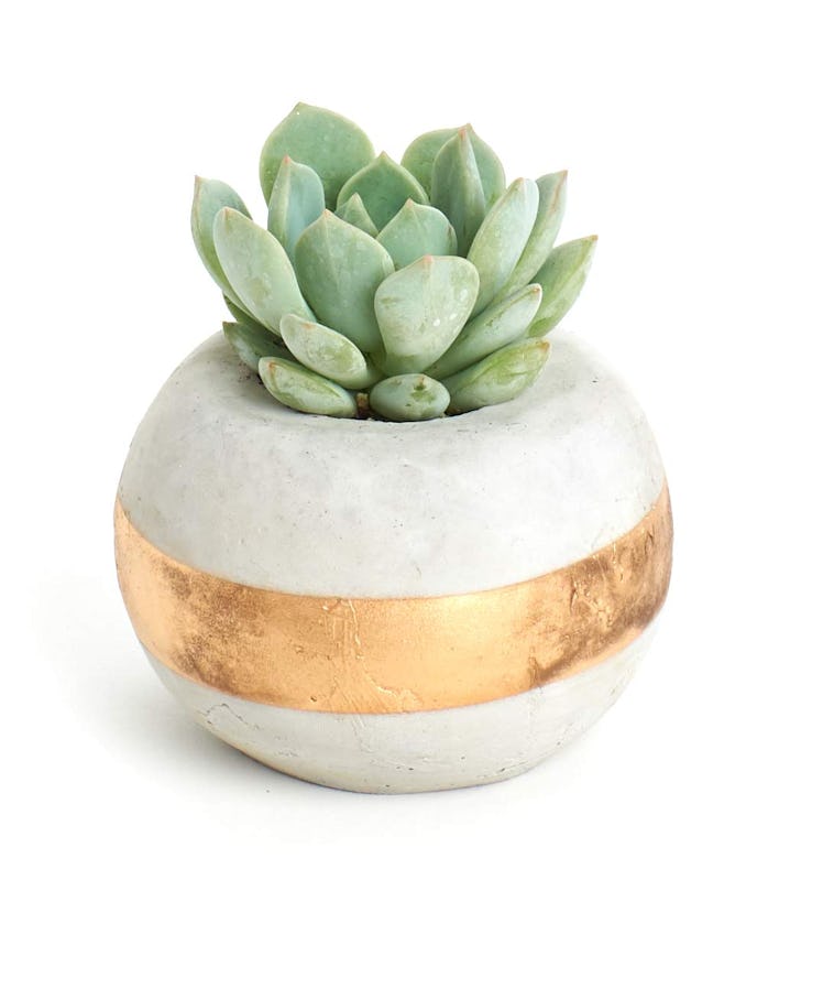 Gold Accent Planter with Live, Single Succulent