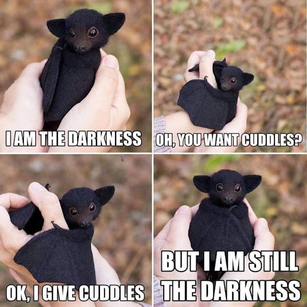 four pictures of an adorable black baby bat.