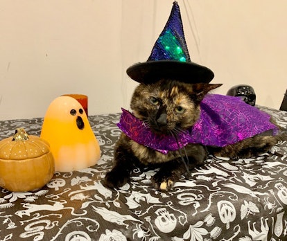 The author's cat dressed up in a witch costume.