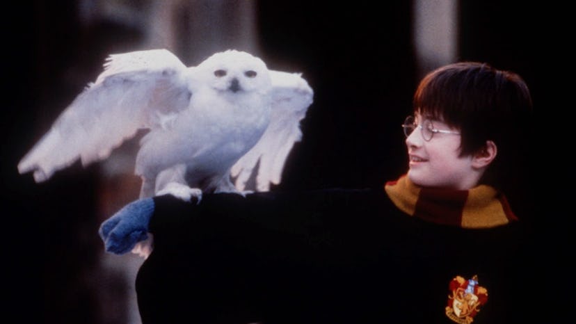 Dog and owner Halloween costume: Hogwarts student and owl from 'Harry Potter'