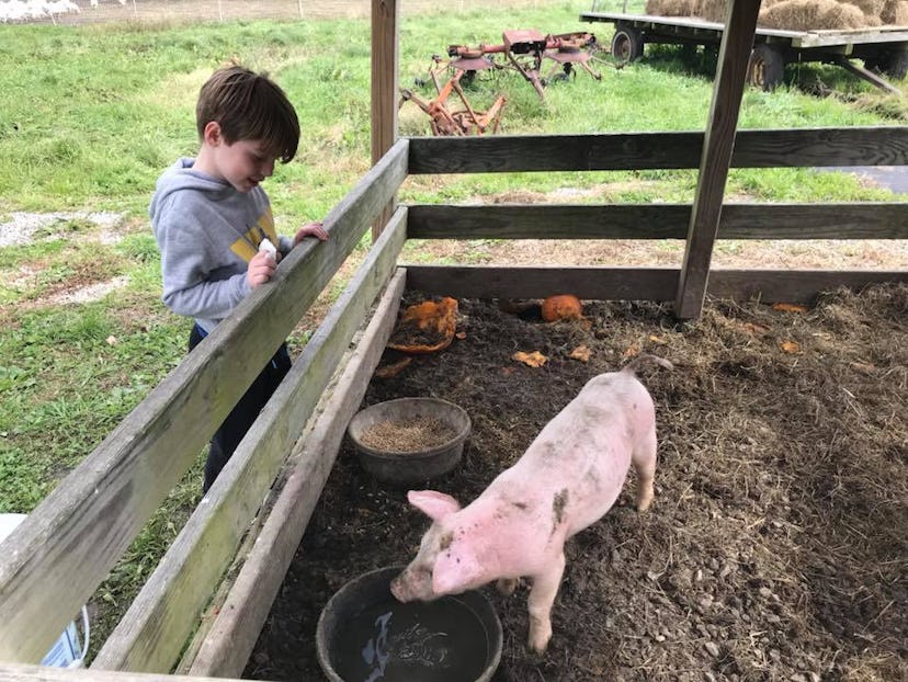 Pigs: very cute and very smelly.