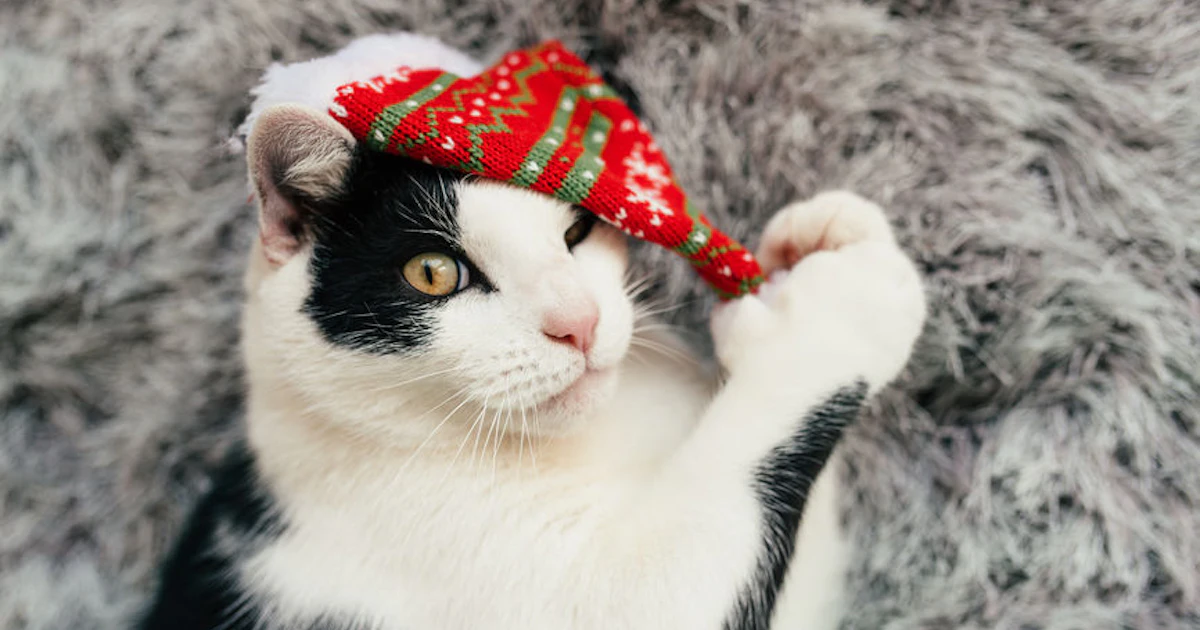 Trader Joe S 2019 Cat Advent Calendar Is A Purrfect Countdown