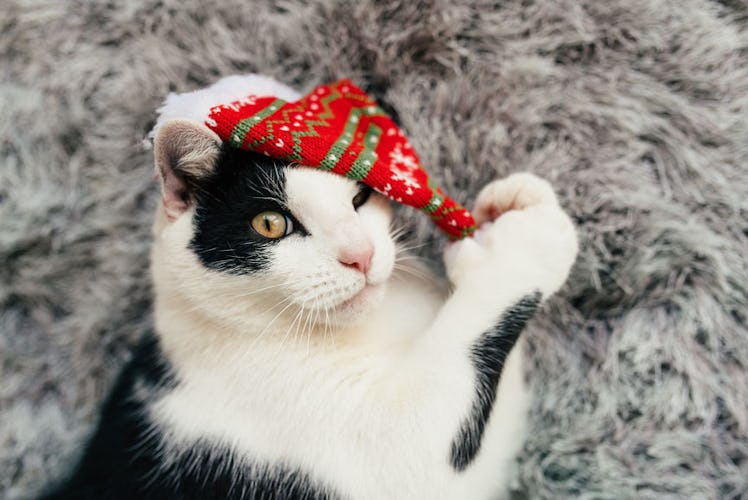 Trader Joe's 2019 Cat Advent Calendar includes 25 treats.