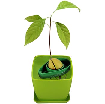 AvoSeedo Bowl Set
