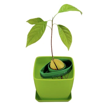 AvoSeedo Avocado Tree Growing Kit