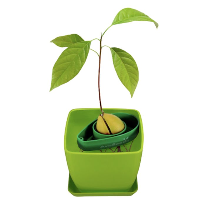 AvoSeedo Avocado Tree Growing Kit