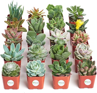 Shop Succulents Live Plants (20-Pack)