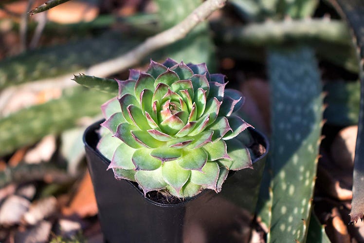 Plants for Pets Live Succulents (5-Pack)