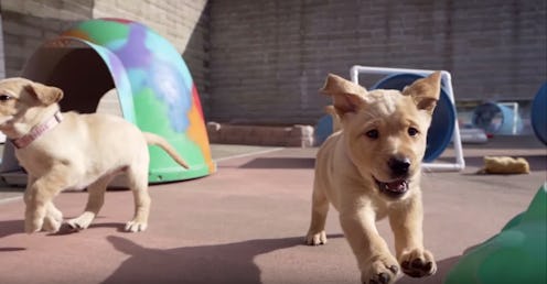 Disney+'s 'Pick Of The Litter' trailer is a bundle of cuteness.
