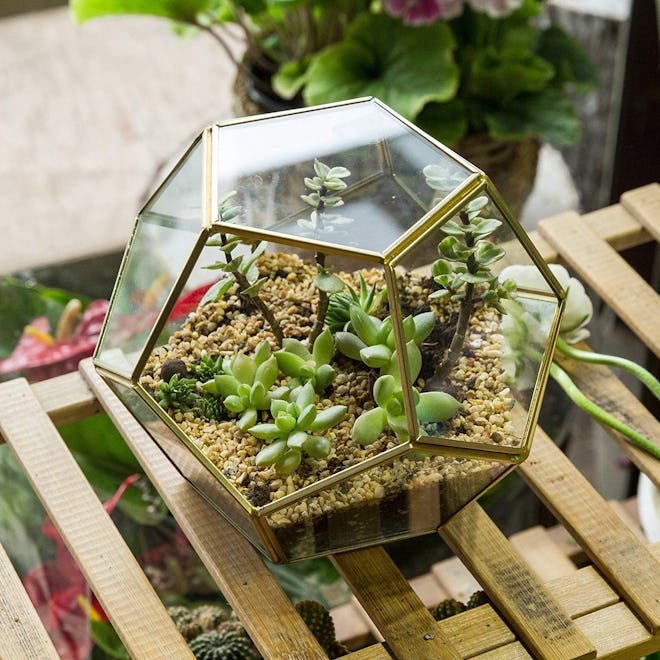 NCYP Brass Glass Terrarium Container