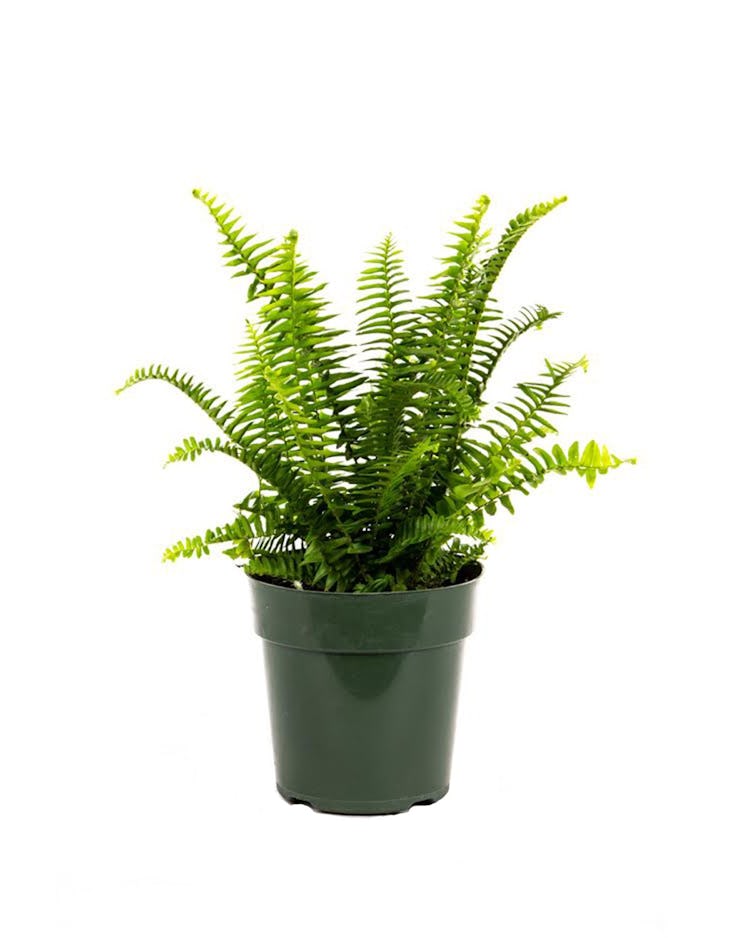 American Plant Exchange Kimberly Queen Fern