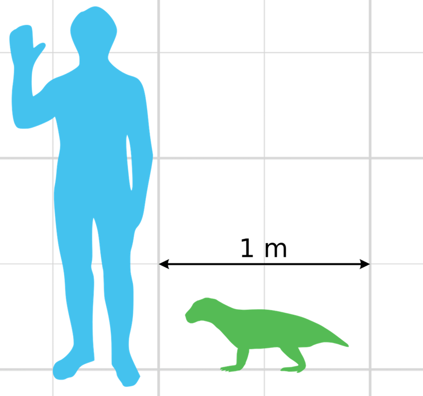 Compare a small herbivore croc called Simosuchus to the size of a modern human.