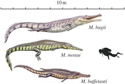 Some ancient crocs were giants. See the human diver in this illustration for scale.