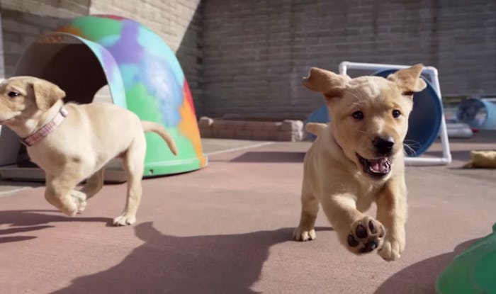 "Pick of the Litter" on Disney+ follows six adorable puppies as they train to become guide dogs.
