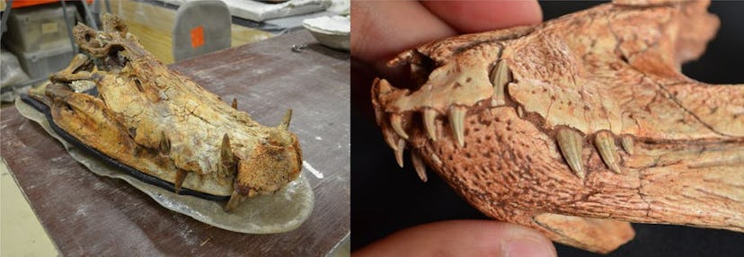 Left, a big Kaprosuchus skull in the paleontological collection at the University of Chicago. Right,...