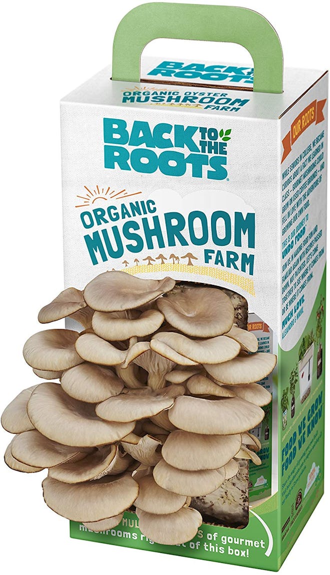 Back to the Roots Organic Mushroom Grow Kit