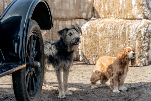 Monte and Rose, the dog stars of Lady and the Tramp