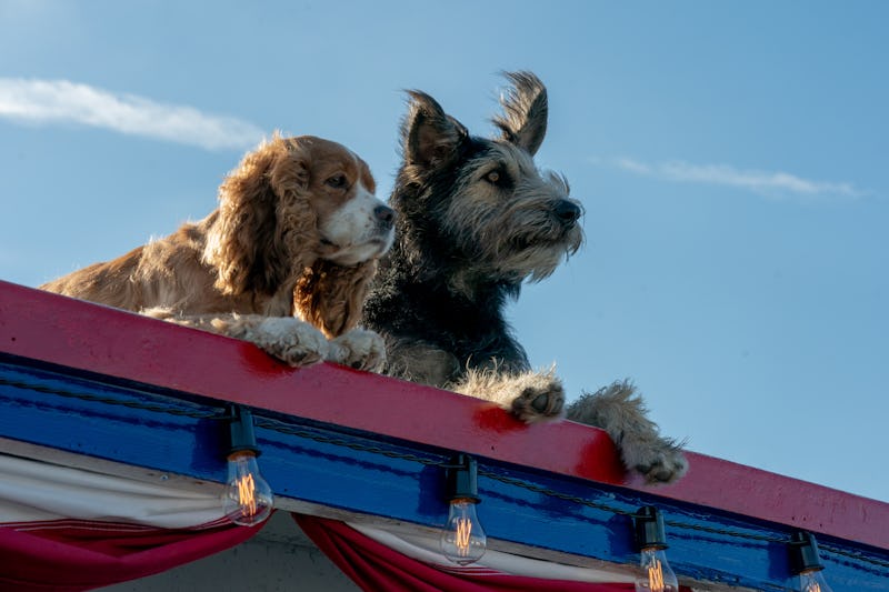 The dog stars of the Disney+ film Lady and the Tramp