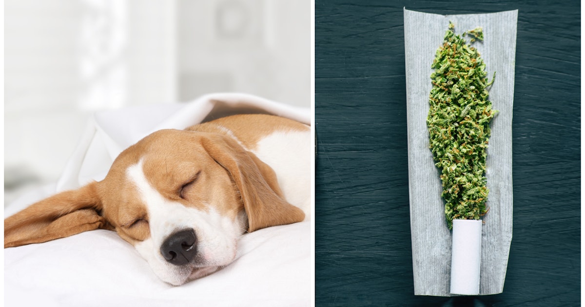 Your dog ate weed by accident. Now what? - Mic