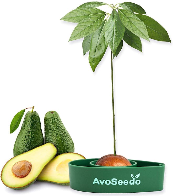 AvoSeedo Avocado Tree Growing Kit