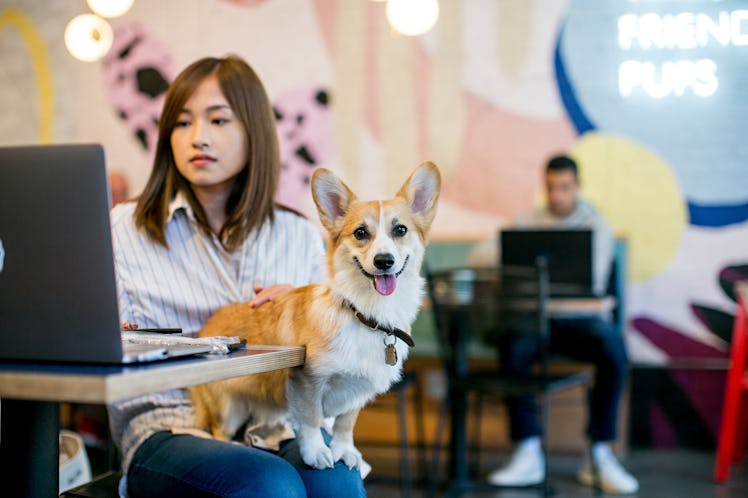 A corgi sits on a woman's lap in a dog-friendly brunch spot in NYC, while she types on her laptop.