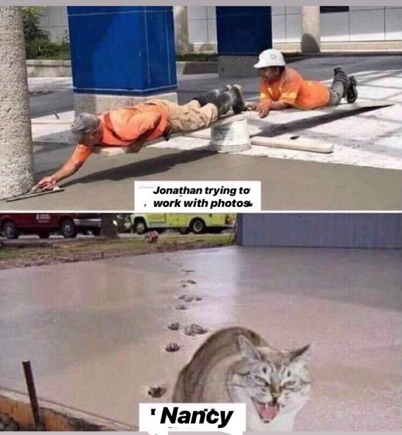 a man smoothing pavement as a cat scuttles across it.