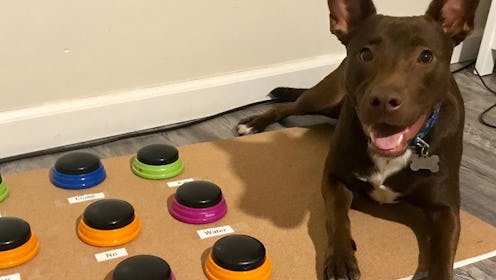 Christina Hunger is teaching her dog, Stella, how to speak like a human