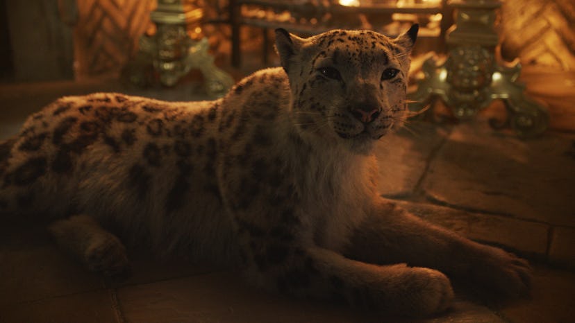 Stelmaria is Lord Asriel's daemon in 'His Dark Materials'