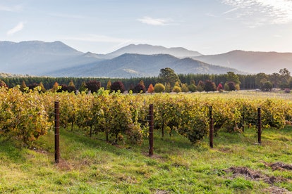 A vineyard in Romania is located near rolling mountains and changing trees.