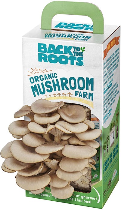 Back to the Roots Organic Mushroom Grow Kit