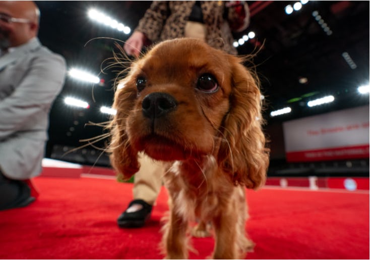 All the reasons why you might want to consider getting your kids a puppy.