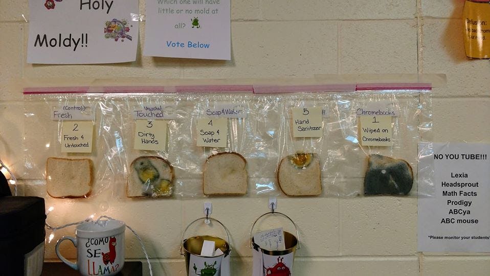 Classroom's Moldy Bread Science Experiment Is Proof You Need To Wash