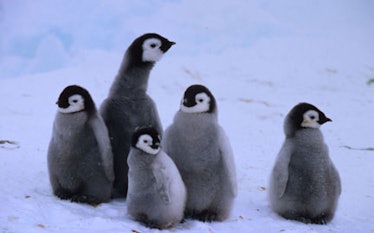 Emperor Penguin Chick Adoption Kit